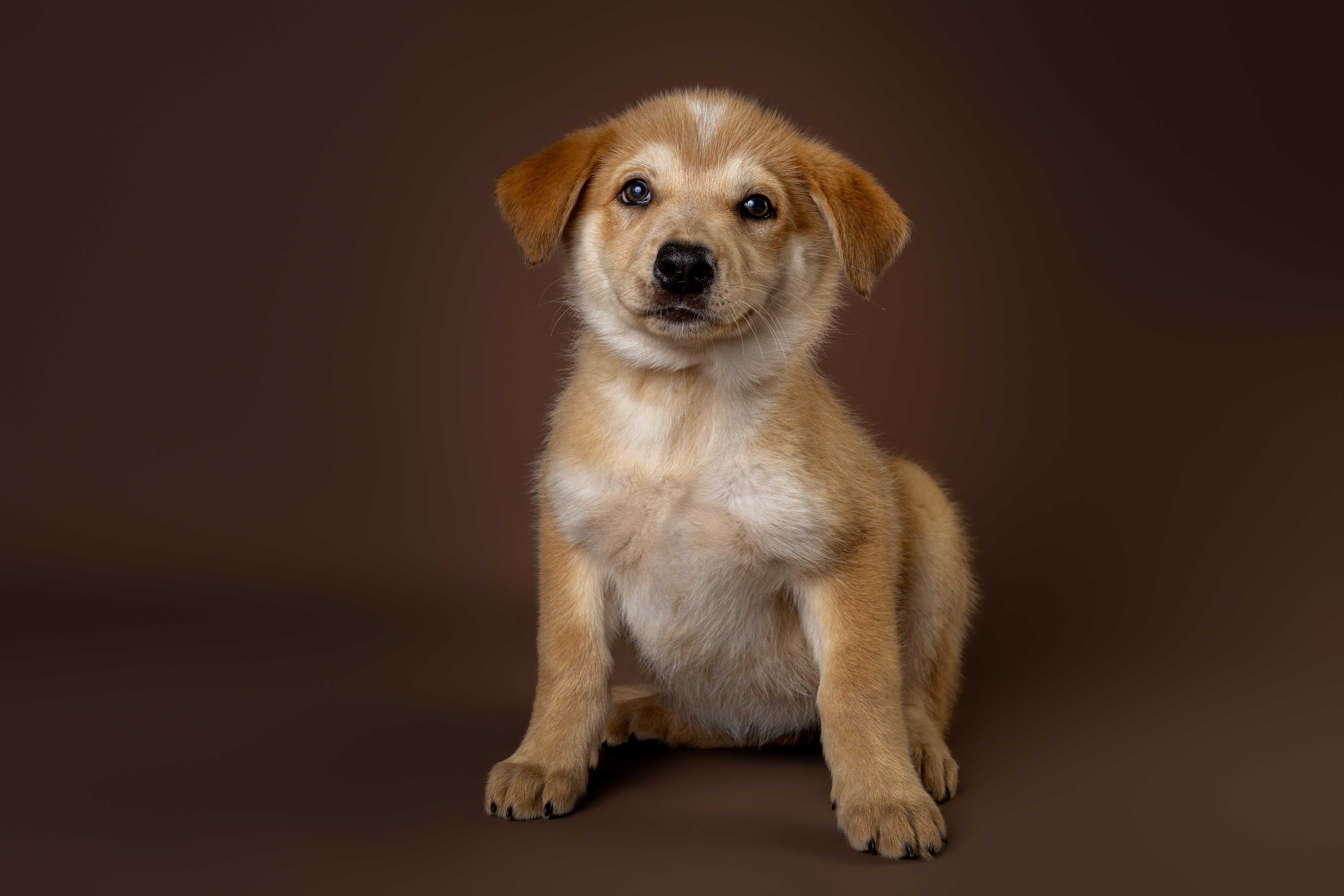 Enlarge Kaiwah, an adopted mixed breed in Tyler, TX image 3/4