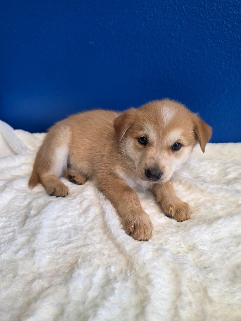 Enlarge Kaiwah, an adopted mixed breed in Tyler, TX image 4/4