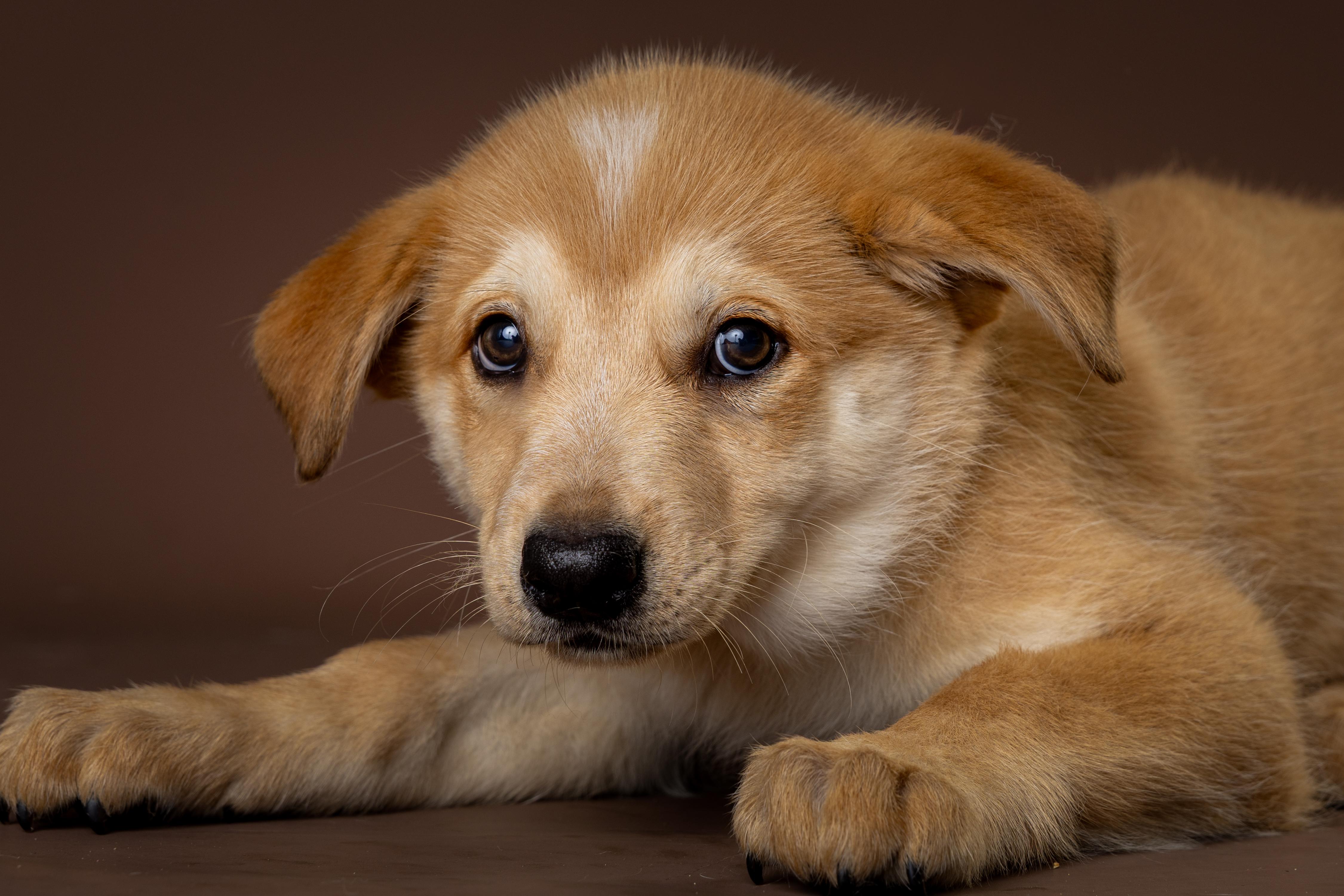 Enlarge Kaiwah, an adopted mixed breed in Tyler, TX image 2/4