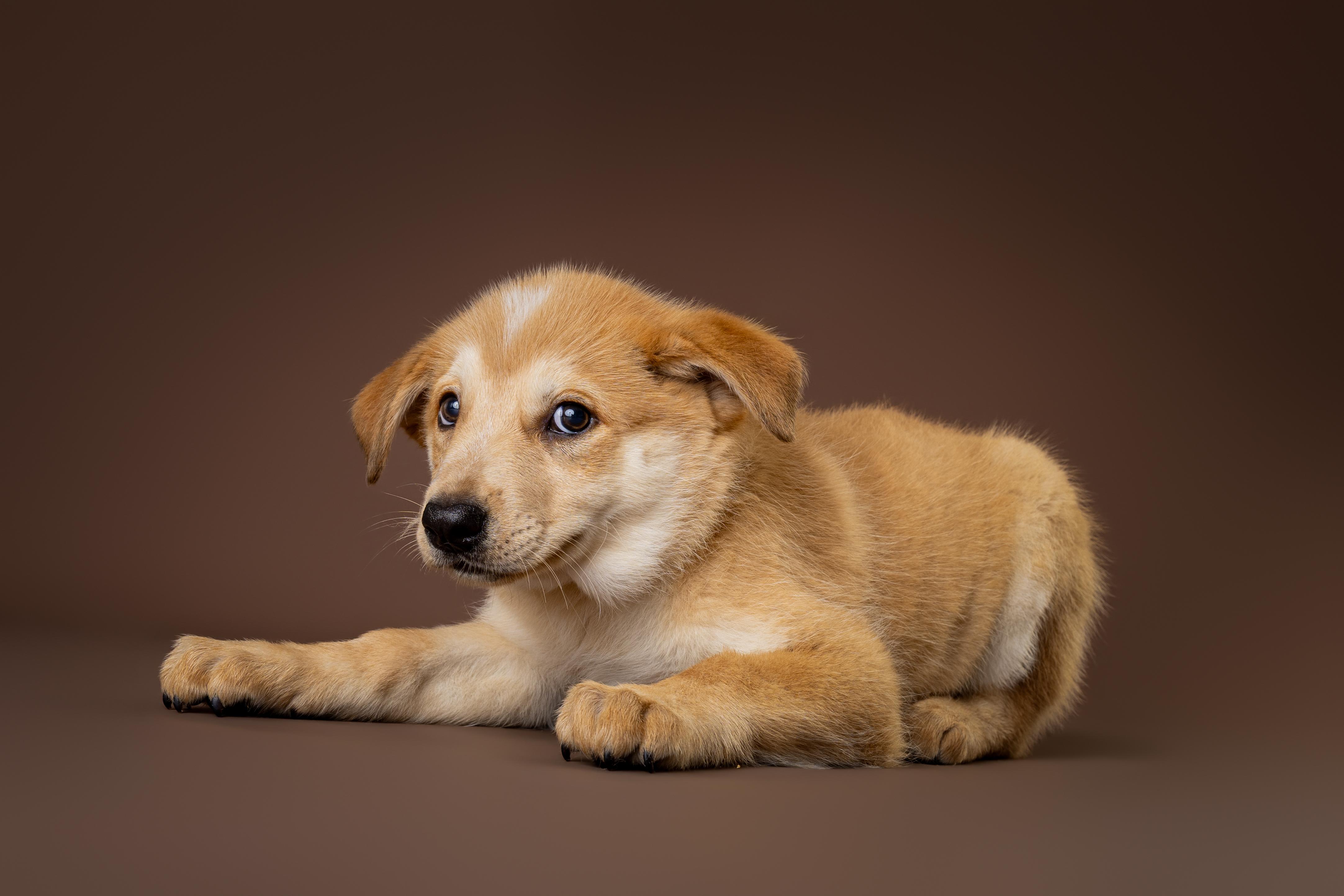 Kaiwah, adopted, Young Female Australian Shepherd & Great Pyrenees.