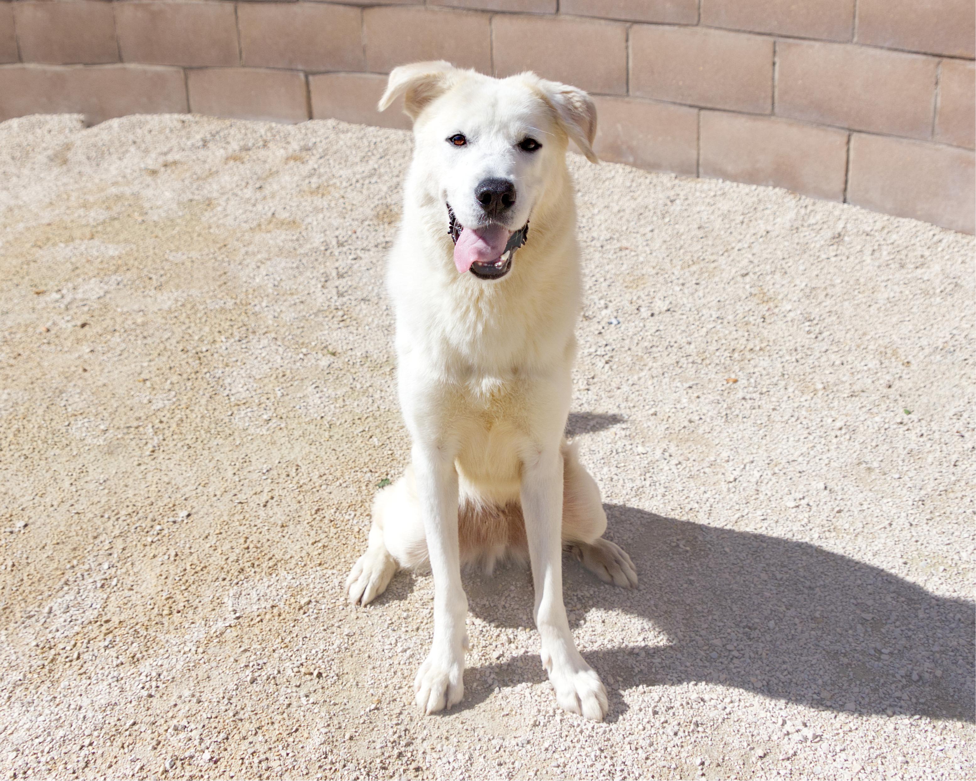 Enlarge Lyle, a Adoptable mixed breed in Winnipeg, MB image 4/5