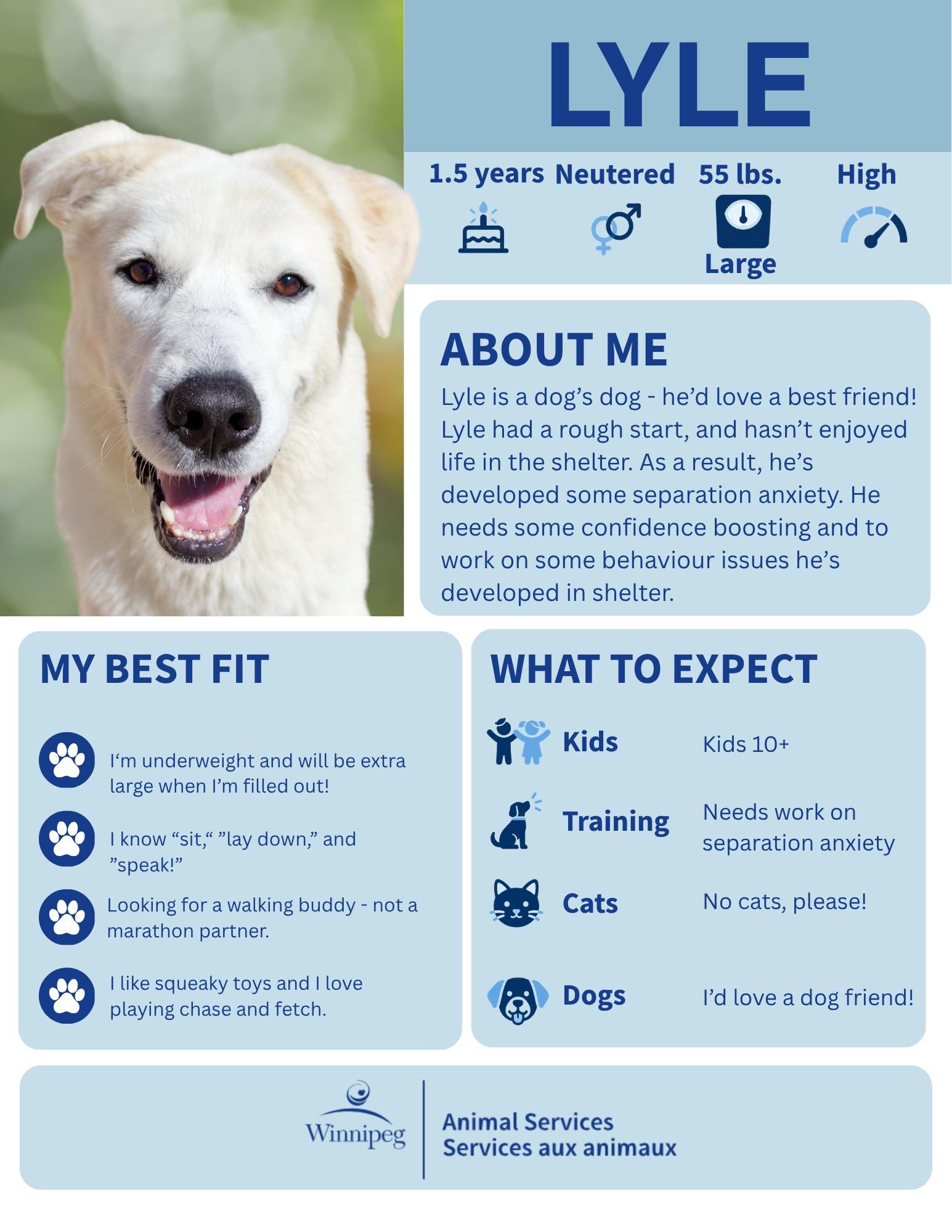 Enlarge Lyle, a Adoptable mixed breed in Winnipeg, MB image 1/5