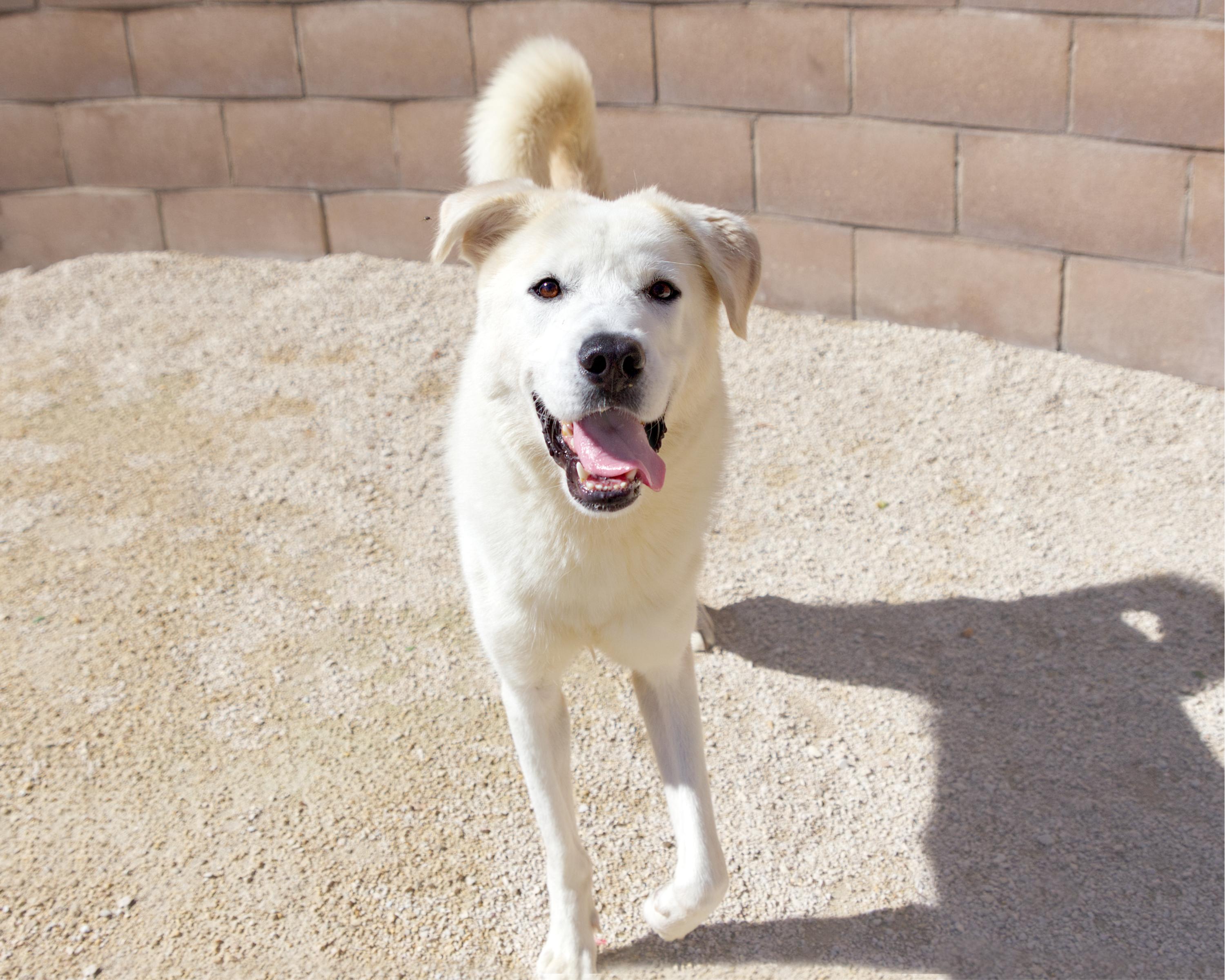 Enlarge Lyle, a Adoptable mixed breed in Winnipeg, MB image 3/5