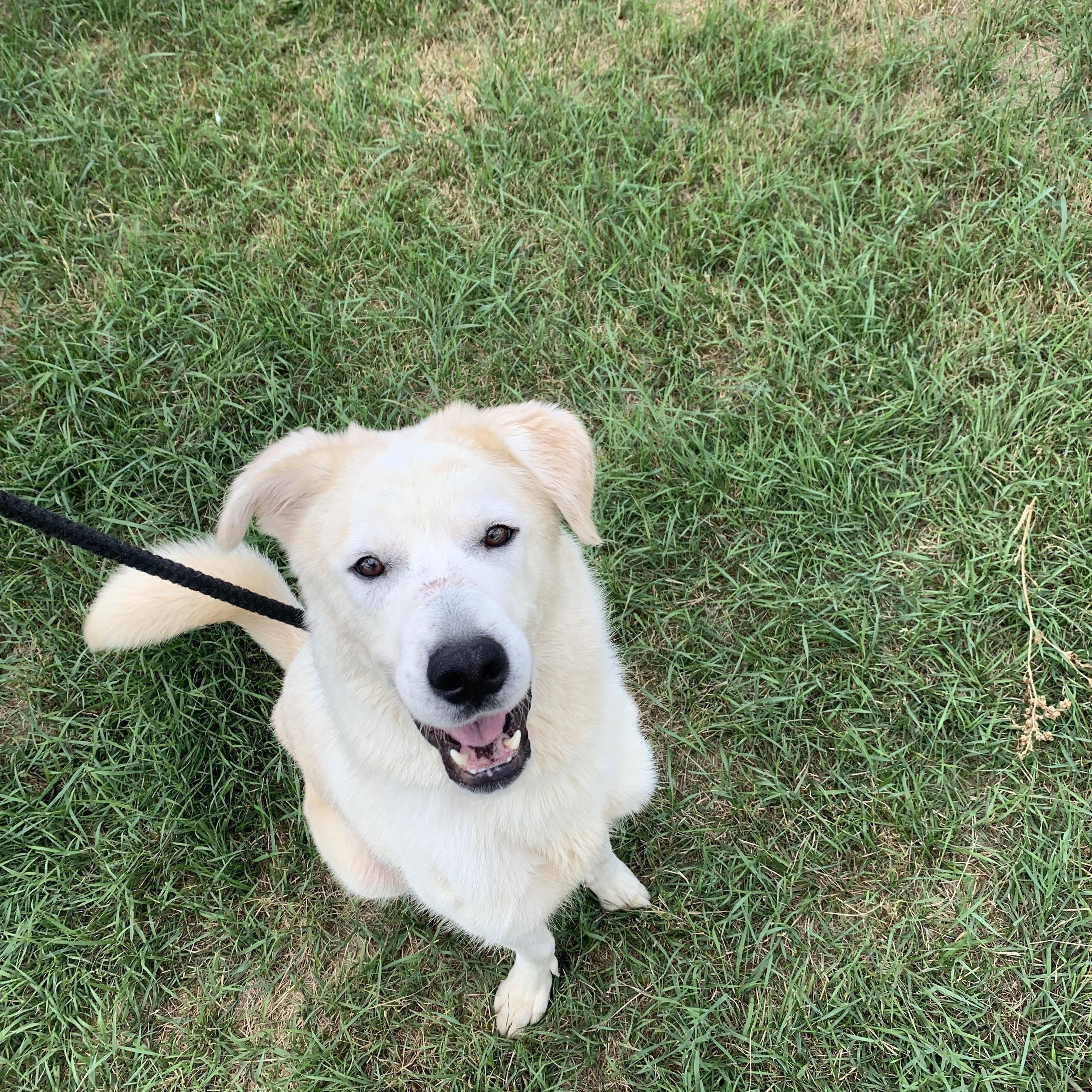 Enlarge Lyle, a Adoptable mixed breed in Winnipeg, MB image 5/5