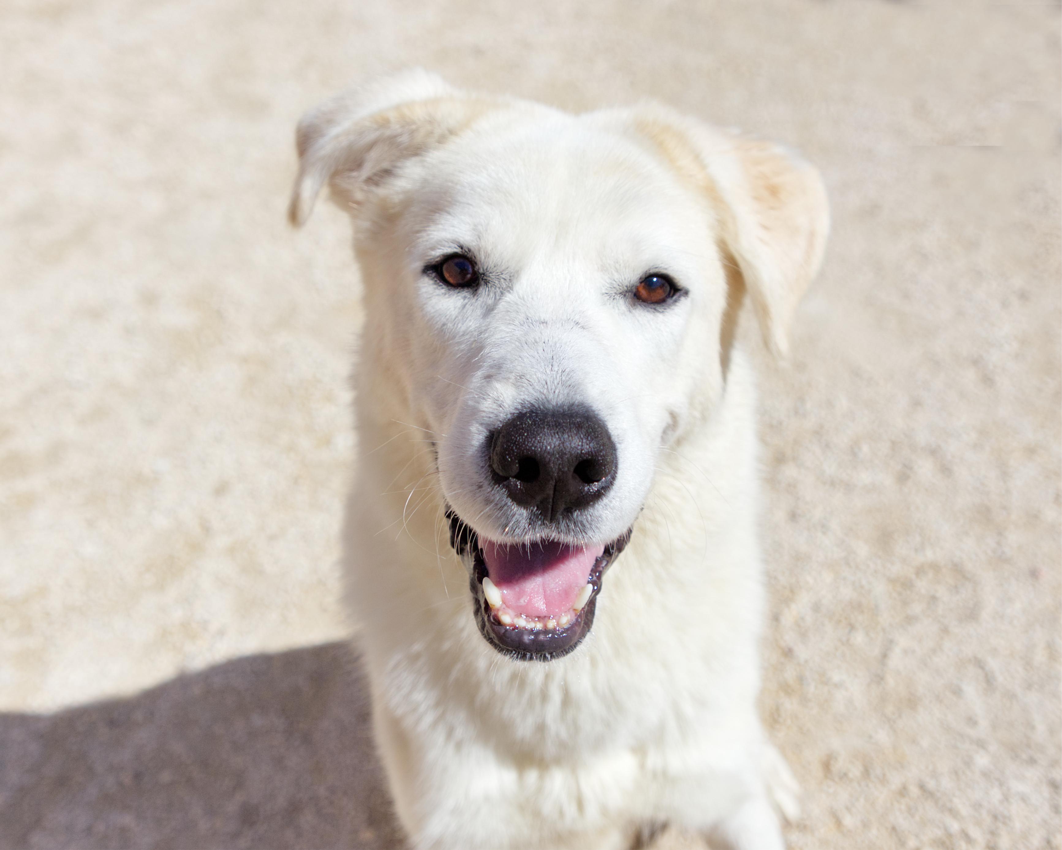 Enlarge Lyle, a Adoptable mixed breed in Winnipeg, MB image 2/5
