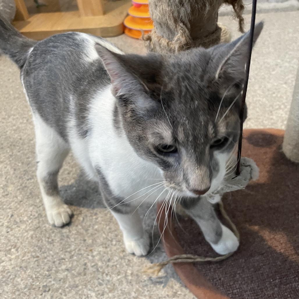 Alakazam, Adoptable, Young Male Domestic Short Hair.