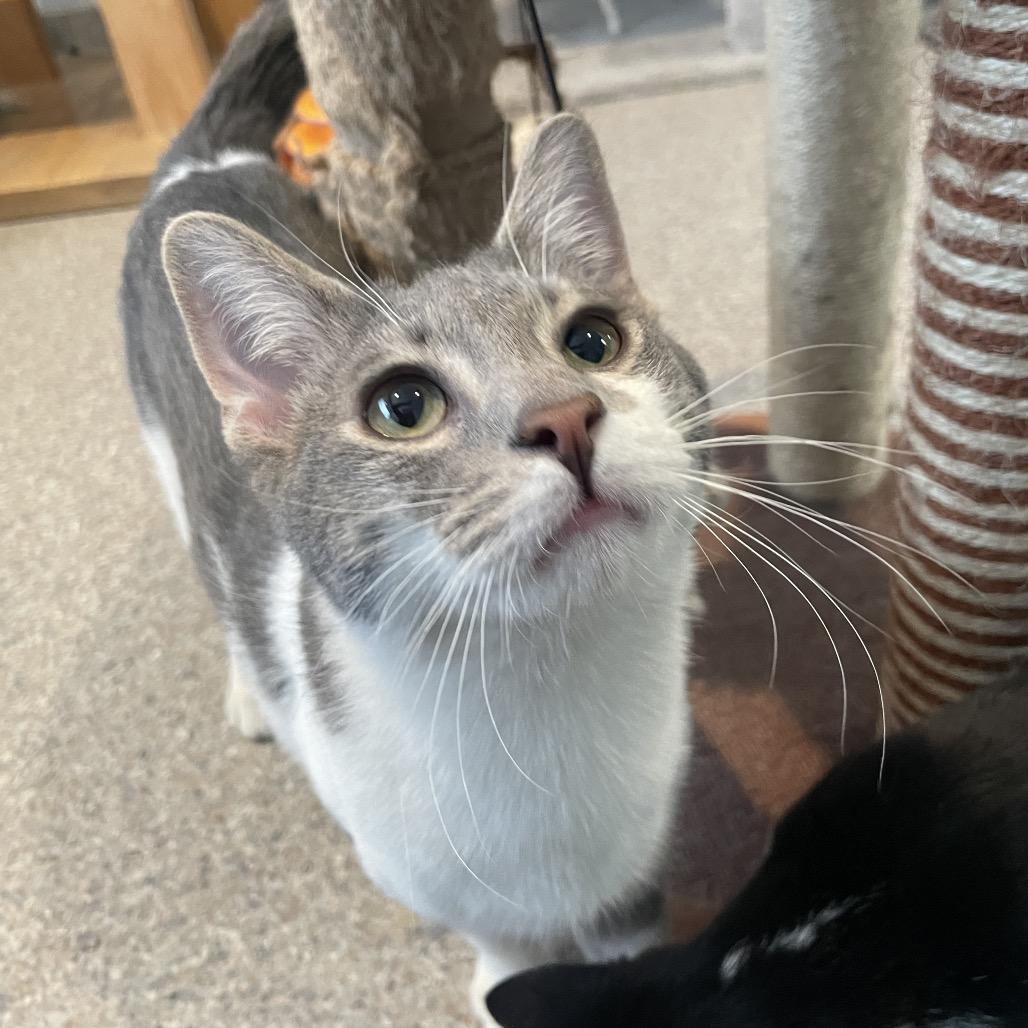 Enlarge Alakazam, a Adoptable Domestic Short Hair in South Haven, MI image 2/6