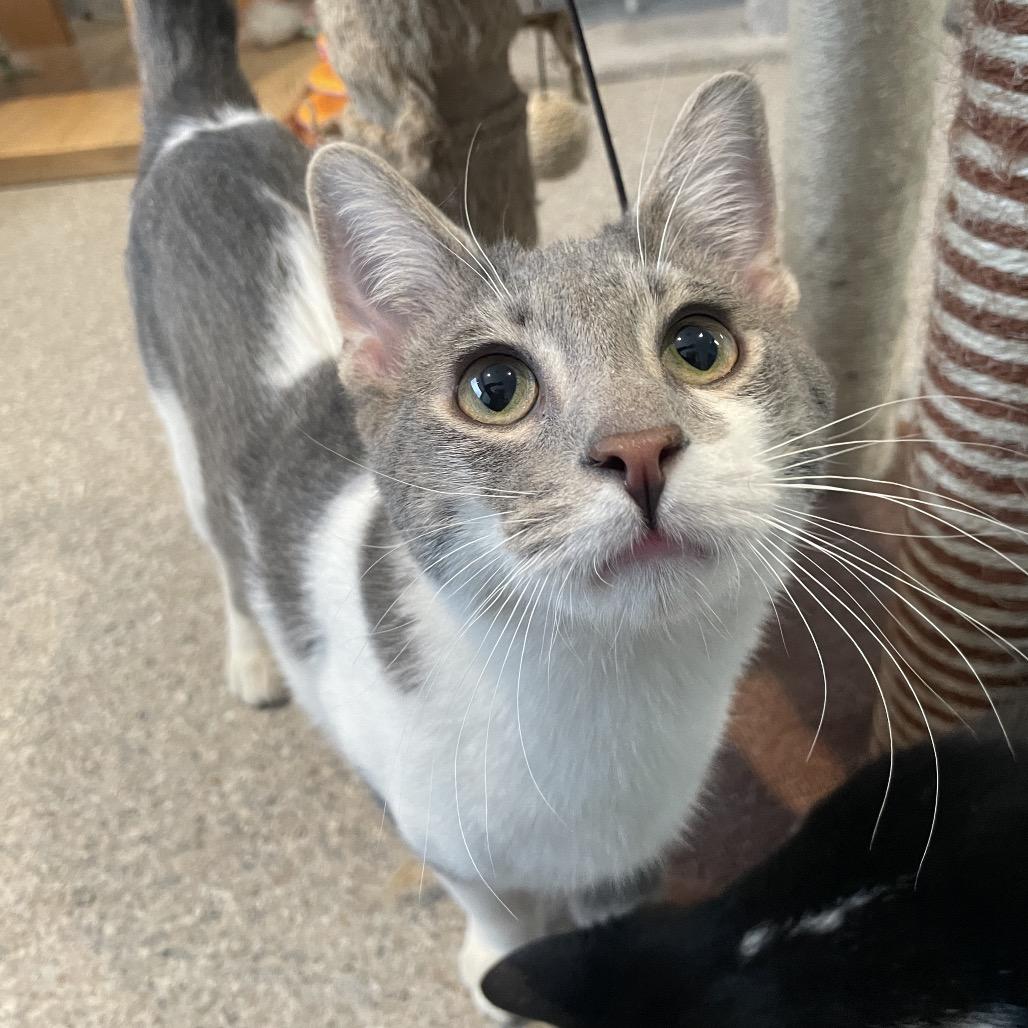 Enlarge Alakazam, a Adoptable Domestic Short Hair in South Haven, MI image 3/6