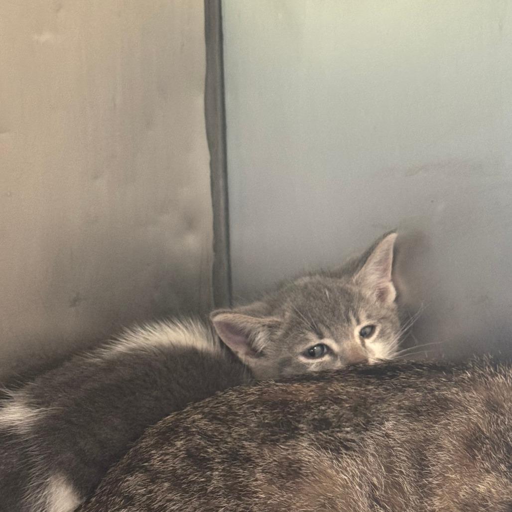 Enlarge Alakazam, a Adoptable Domestic Short Hair in South Haven, MI image 4/6