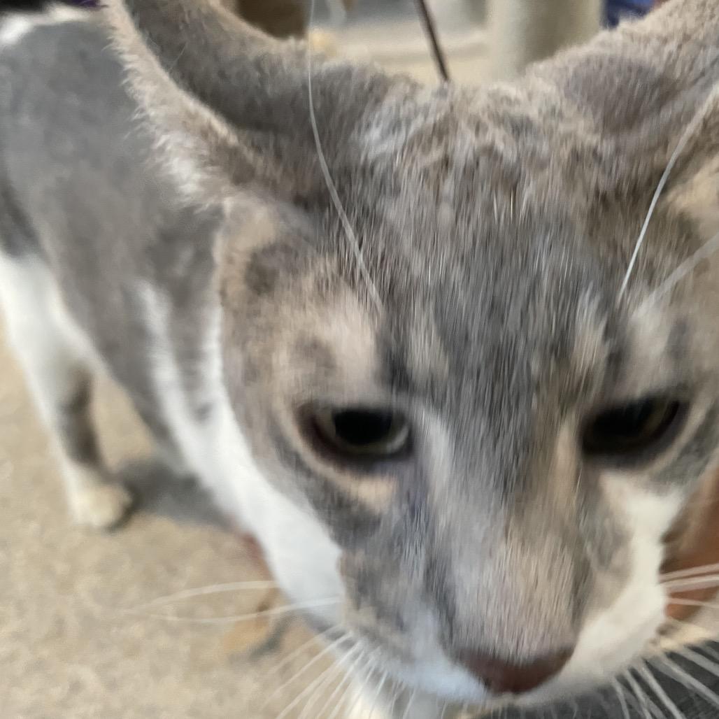 Enlarge Alakazam, a Adoptable Domestic Short Hair in South Haven, MI image 5/6