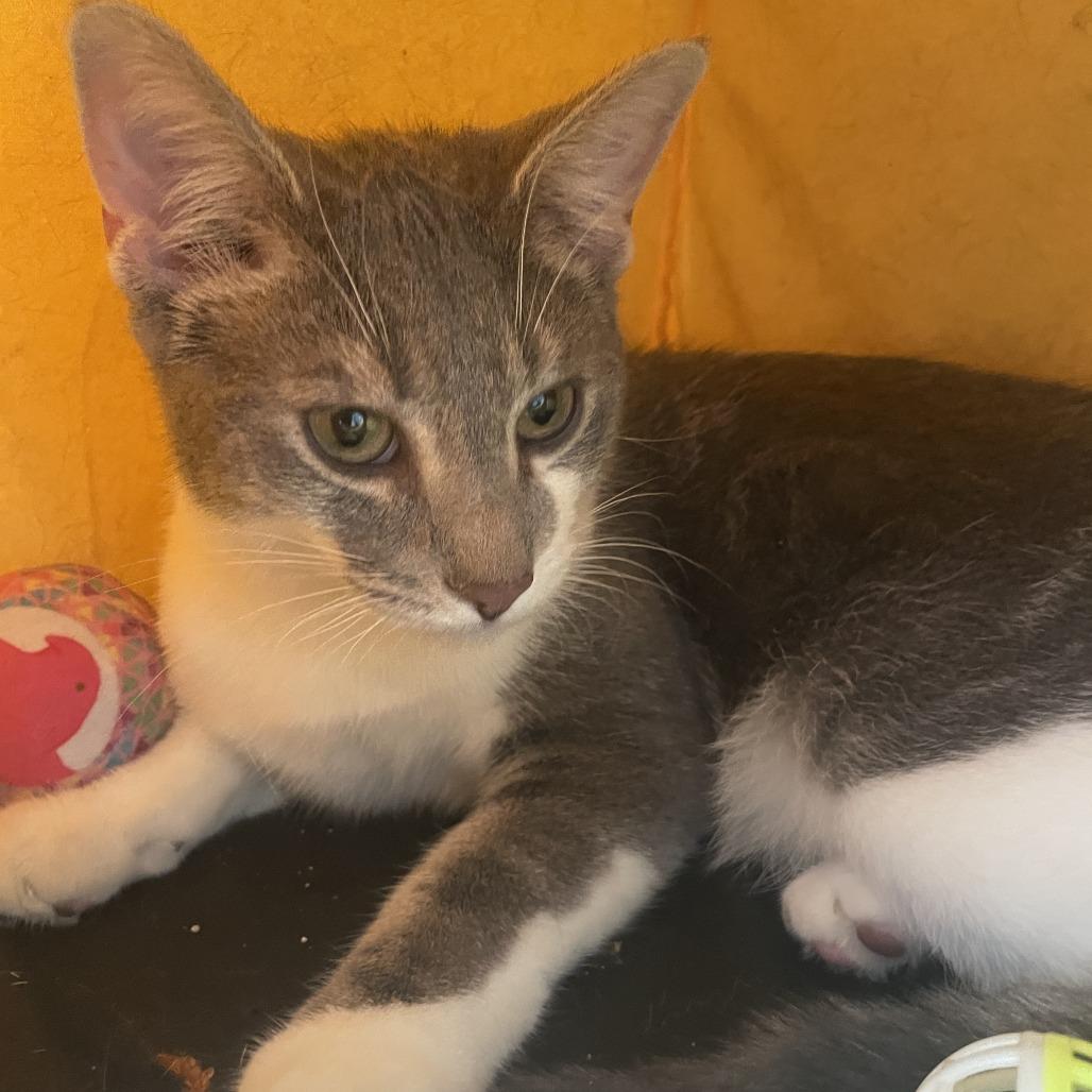 Enlarge Alakazam, a Adoptable Domestic Short Hair in South Haven, MI image 6/6