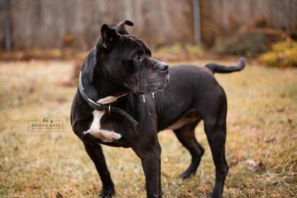 Clara, a Adoptable mixed breed in Battle Creek, MI image 3/5