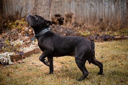 Clara, a Adoptable mixed breed in Battle Creek, MI image 4/5