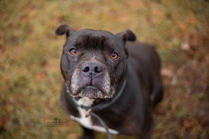 Clara, a Adoptable mixed breed in Battle Creek, MI image 1/5