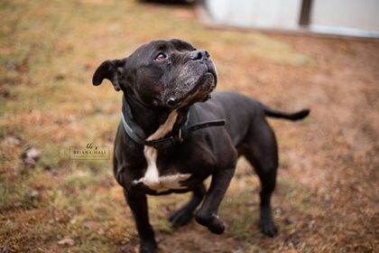 Clara, a Adoptable mixed breed in Battle Creek, MI image 5/5