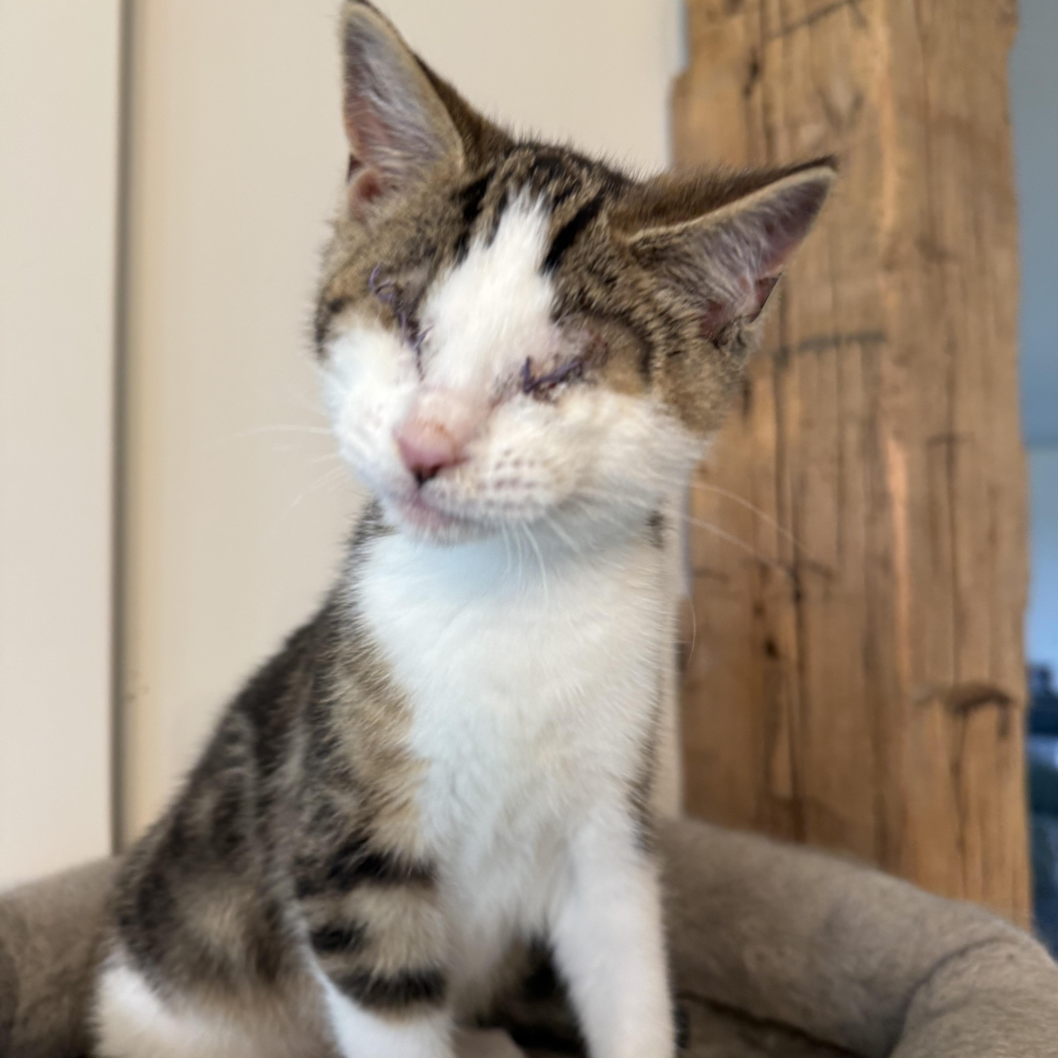 Birdie, adoptable, Kitten Female Domestic Short Hair.