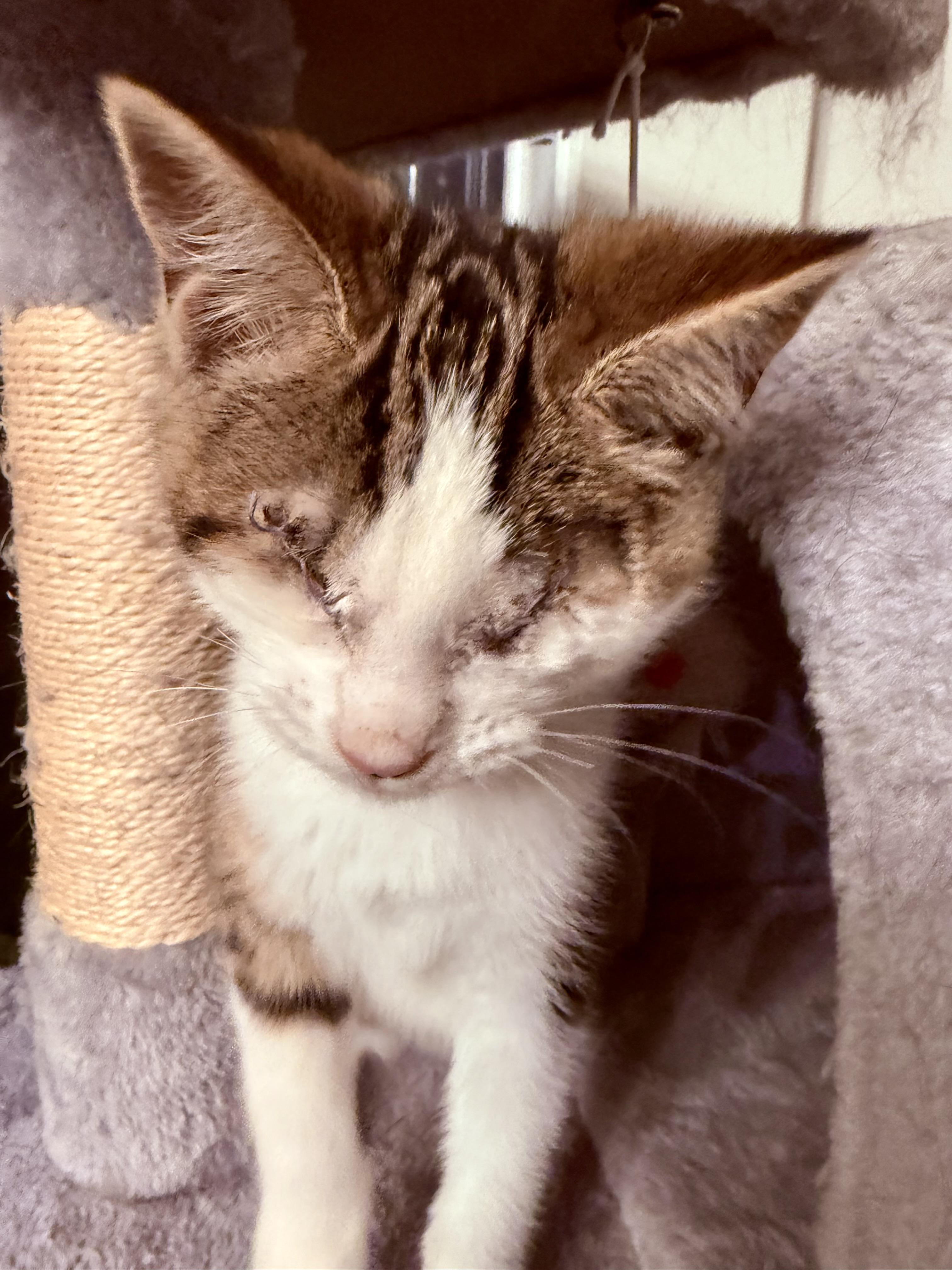 Birdie, an adoptable Domestic Short Hair in Richmond, MO image 2/2