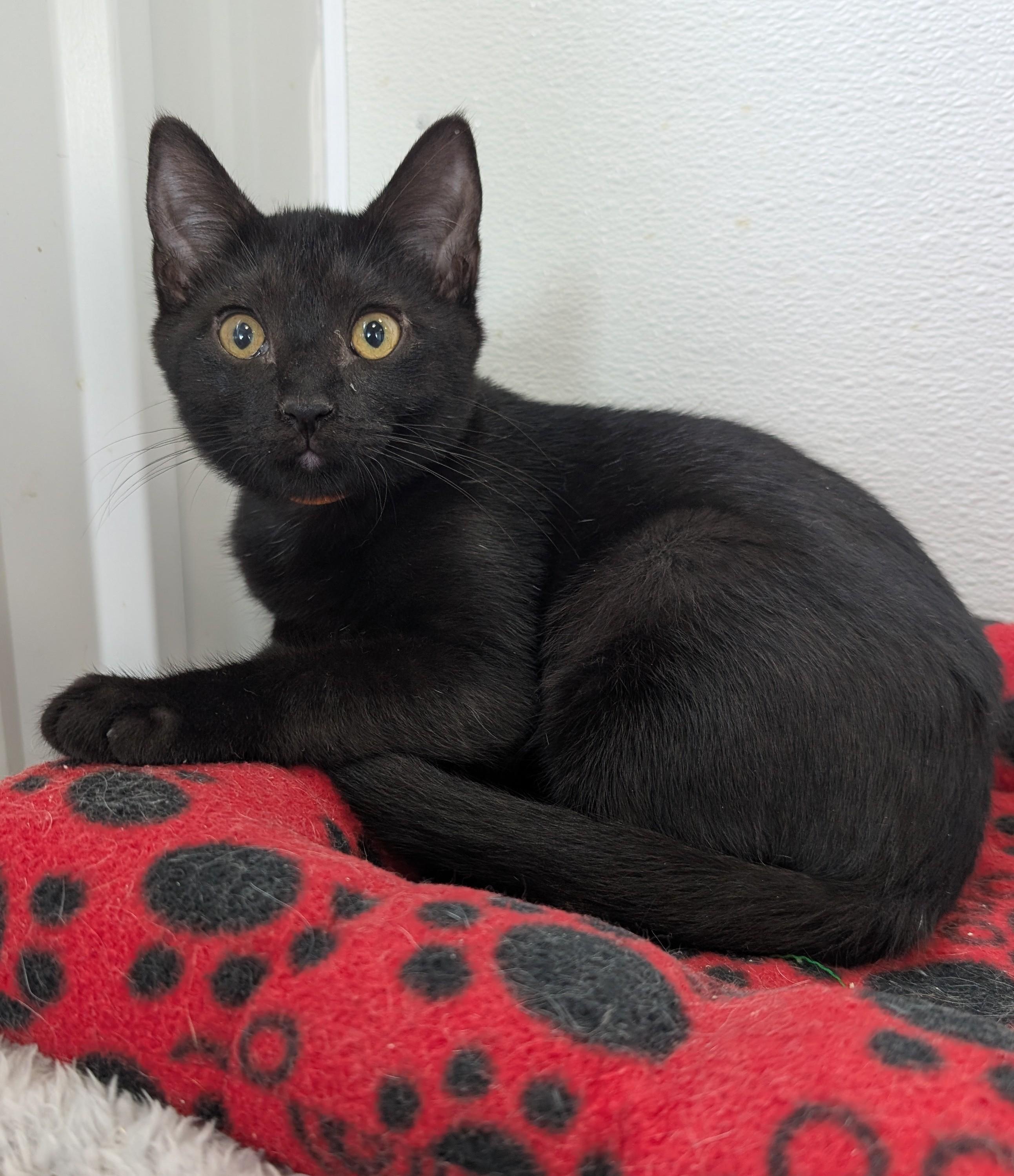 Bart, adoptable, Young Male Domestic Short Hair.