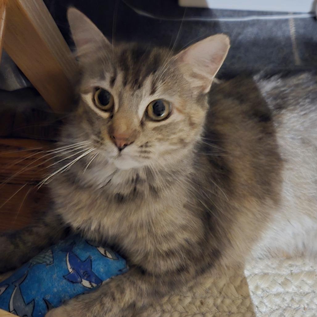 Domino, Adoptable, Young Female Domestic Medium Hair.