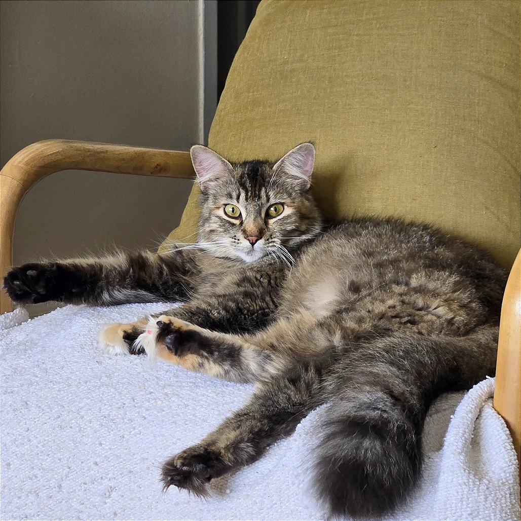 Enlarge Domino, a Adoptable Domestic Medium Hair in Washington, DC image 2/3