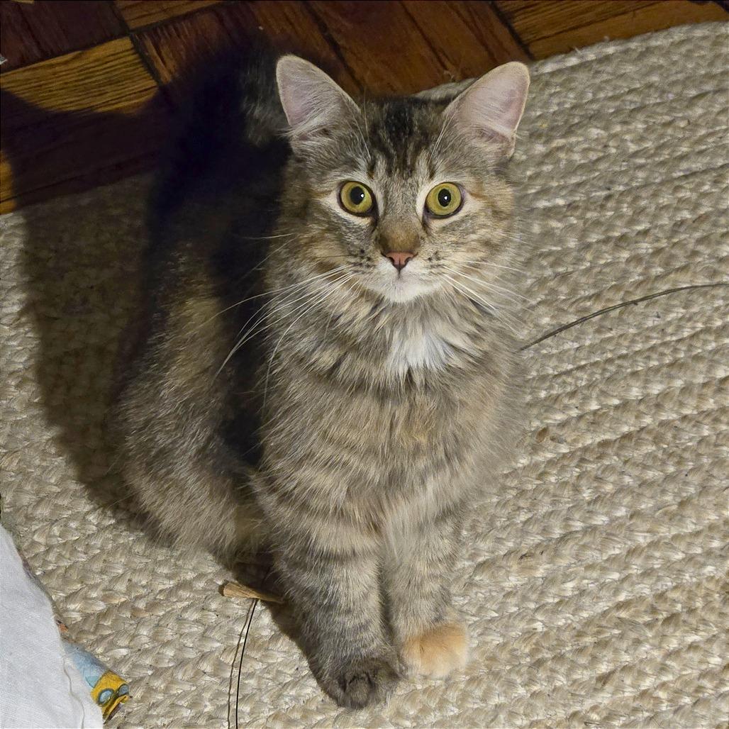 Enlarge Domino, a Adoptable Domestic Medium Hair in Washington, DC image 3/3