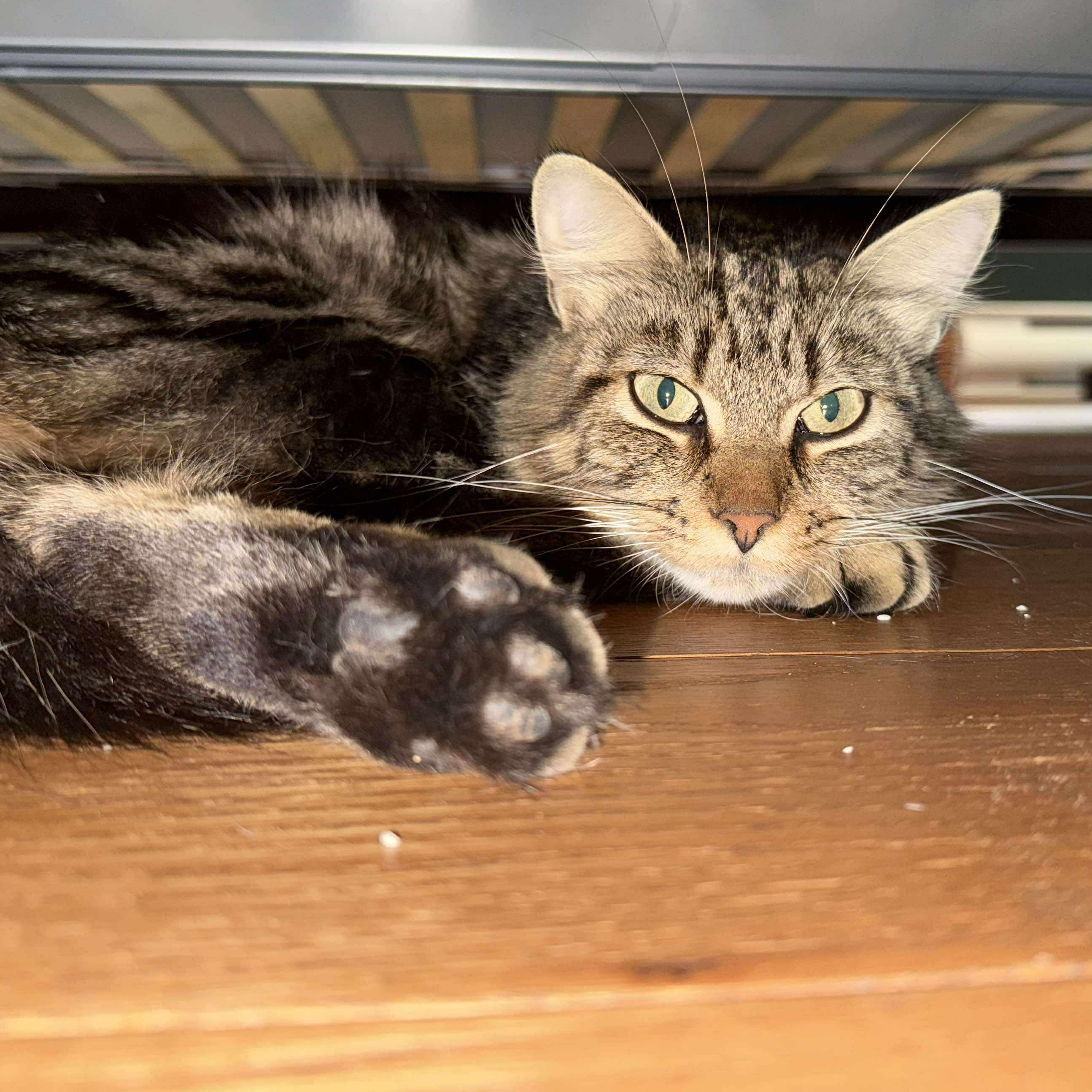 Bijoux, ADOPTABLE, Young Female Domestic Long Hair.