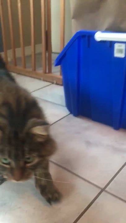 Enlarge Bijoux, a ADOPTABLE Domestic Long Hair in Wakefield, QC video 2/2