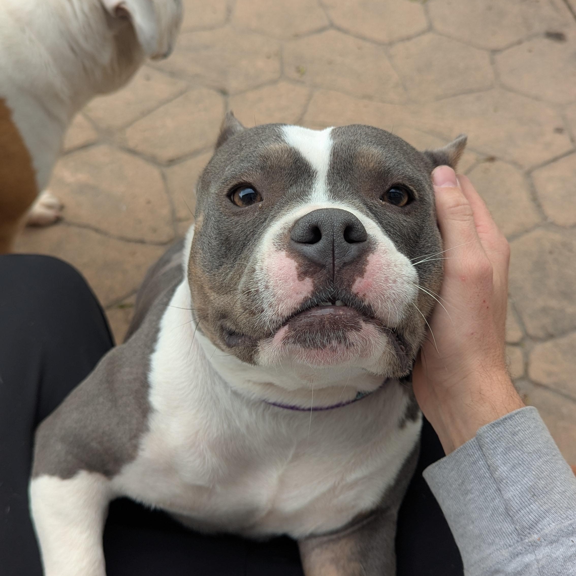 Enlarge Ethel Beavers, a Adopted American Bully in Macomb, MI image 1/5