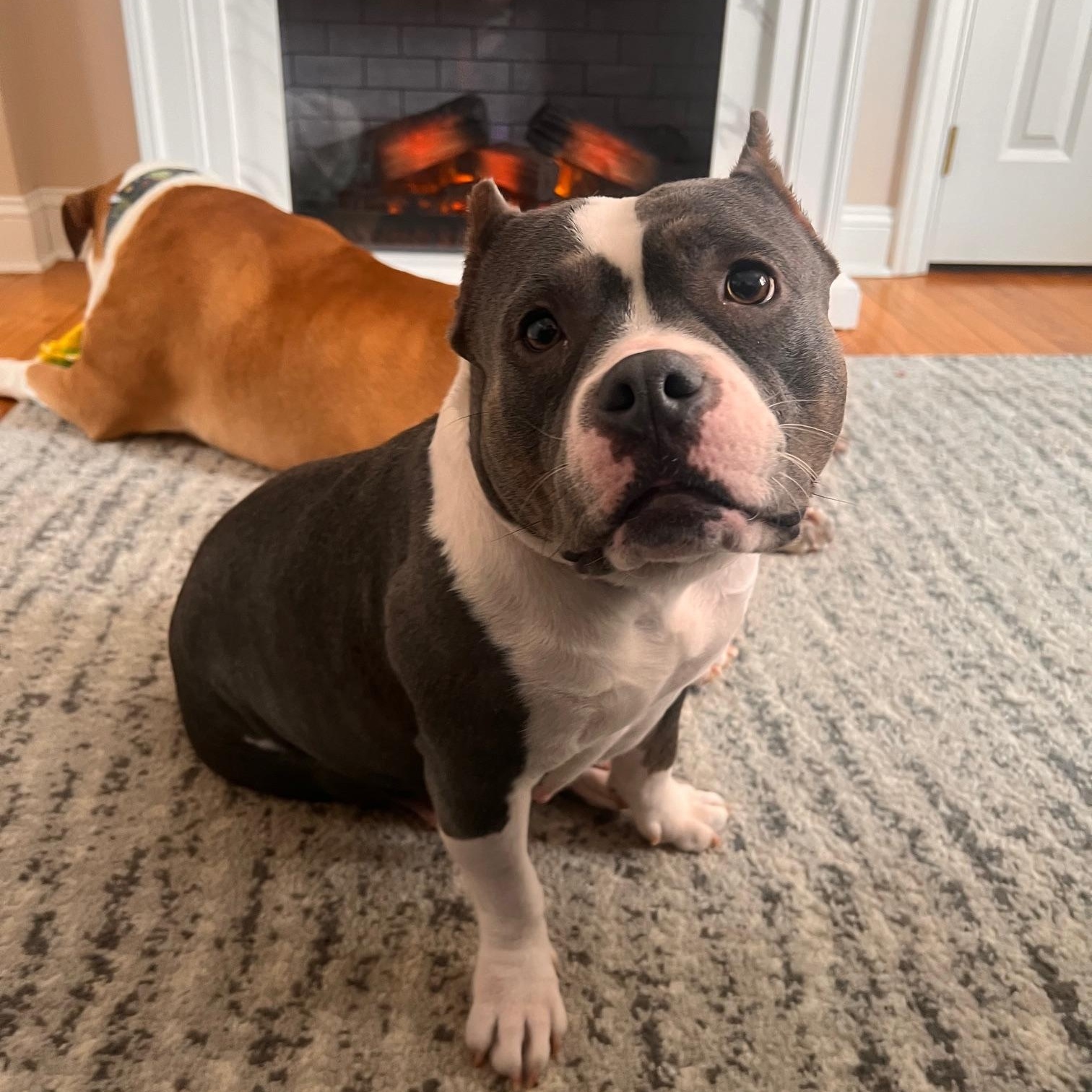 Enlarge Ethel Beavers, a Adopted American Bully in Macomb, MI image 2/5