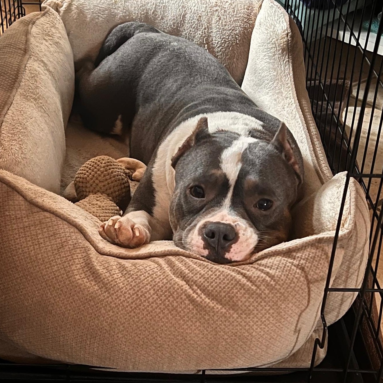 Enlarge Ethel Beavers, a Adopted American Bully in Macomb, MI image 5/5