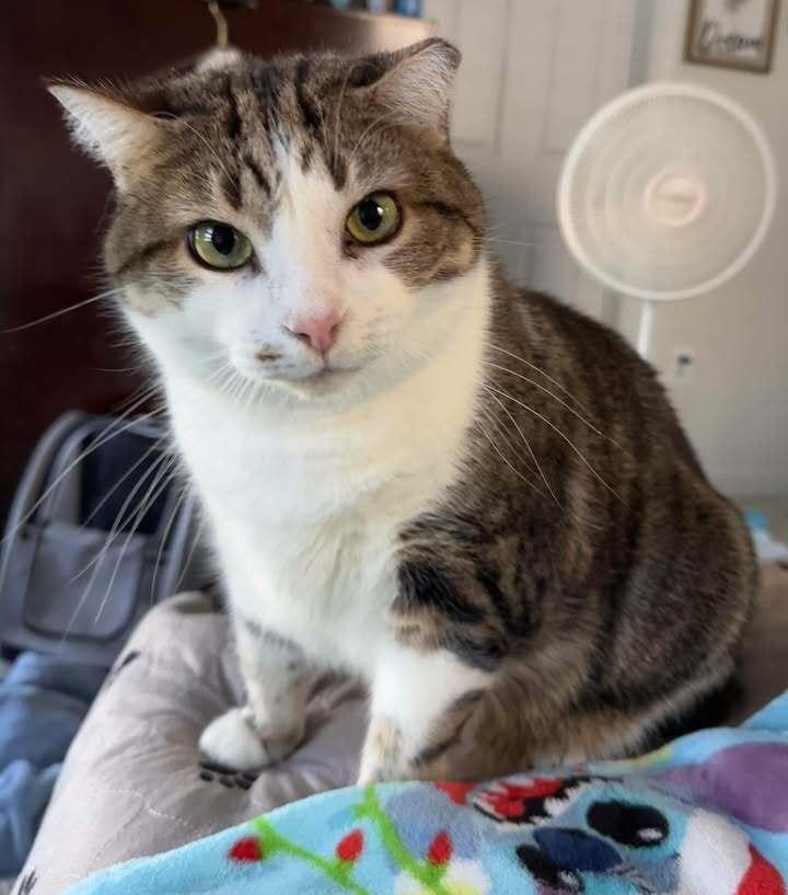 BC, Adoptable, Adult Male Domestic Short Hair.