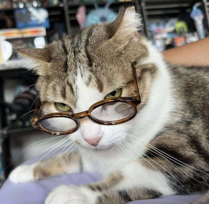 BC, Adoptable, Adult Male Domestic Short Hair.