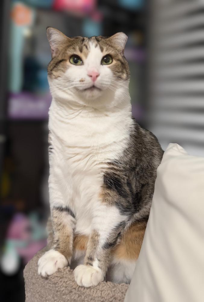 Enlarge BC, a Adoptable mixed breed in Woodbridge, VA image 2/6