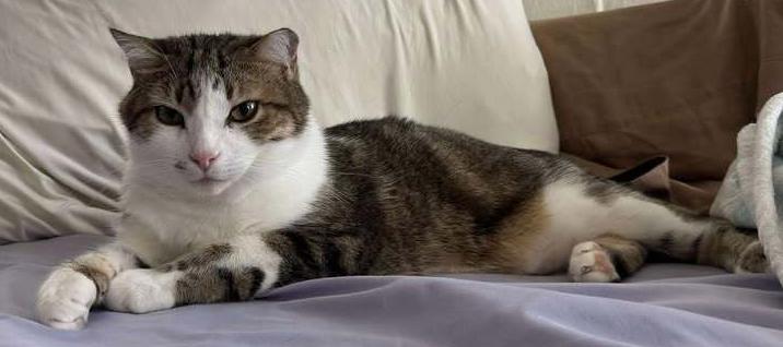 Enlarge BC, a Adoptable mixed breed in Woodbridge, VA image 2/4