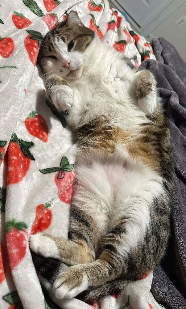 Enlarge BC, a Adoptable mixed breed in Woodbridge, VA image 4/6