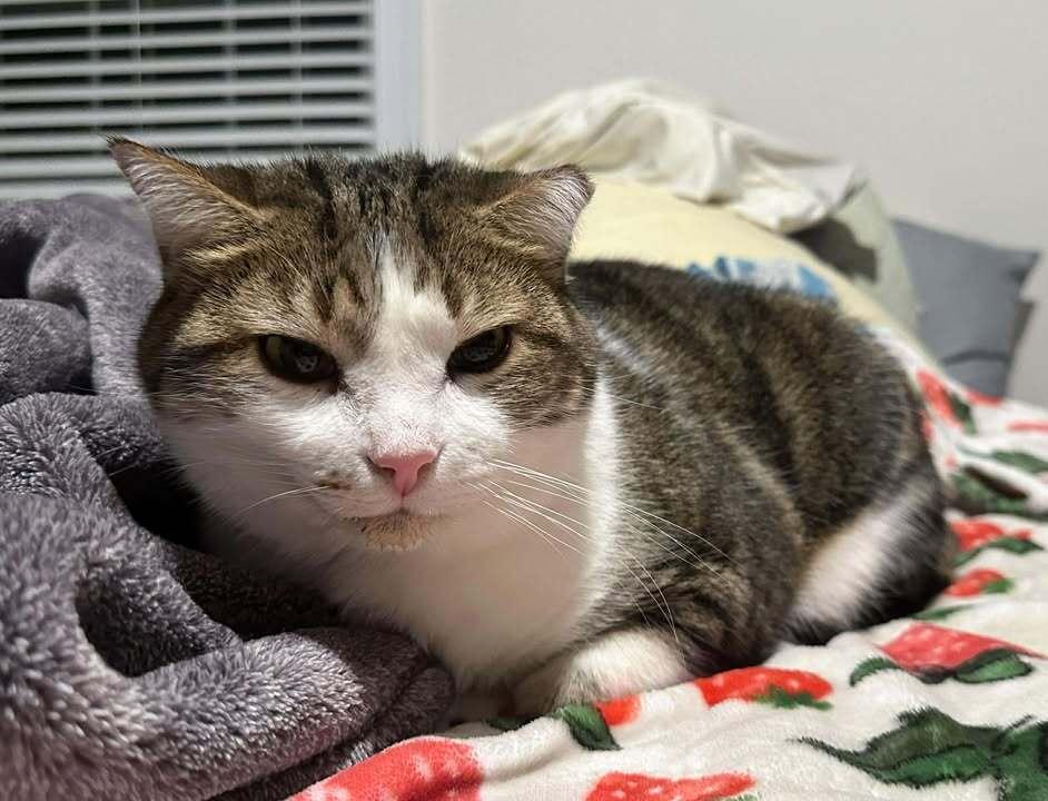 Enlarge BC, a Adoptable mixed breed in Woodbridge, VA image 5/6