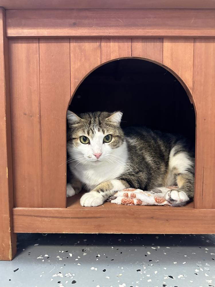 Enlarge BC, a Adoptable mixed breed in Woodbridge, VA image 3/4