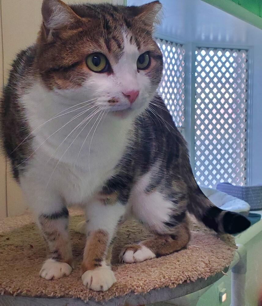 Enlarge BC, a Adoptable mixed breed in Woodbridge, VA image 4/4