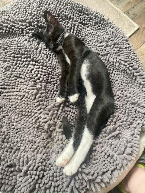 Randy, Adoptable, Kitten Male Domestic Short Hair & Tuxedo.