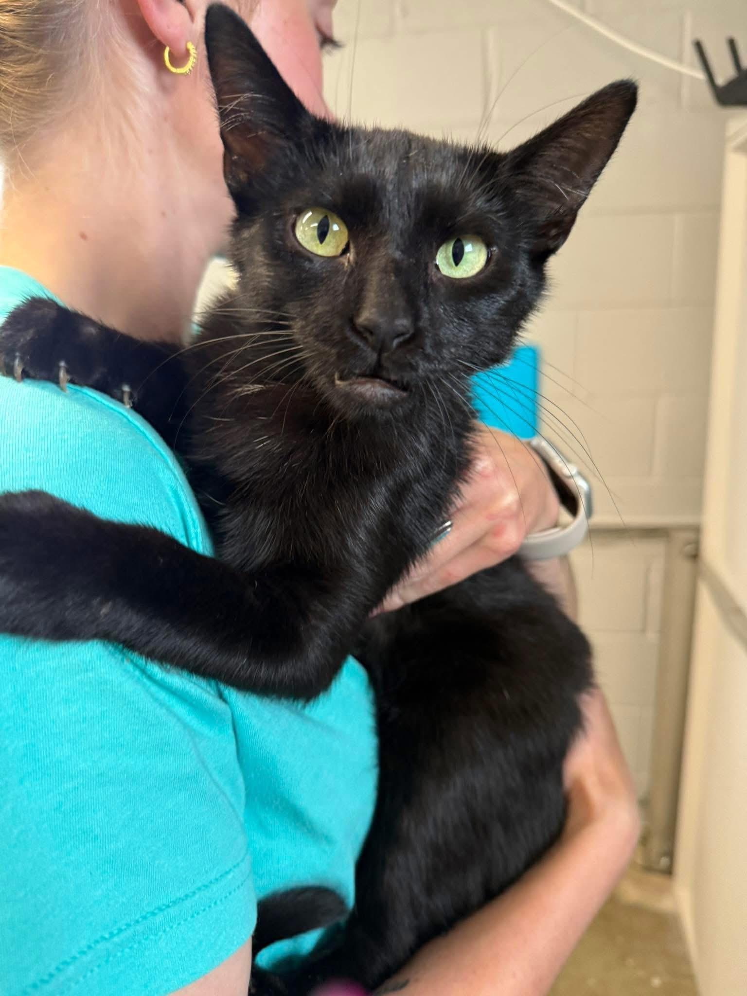 Enlarge Onyx, a Adoptable American Shorthair in Tuscola, IL image 1/1