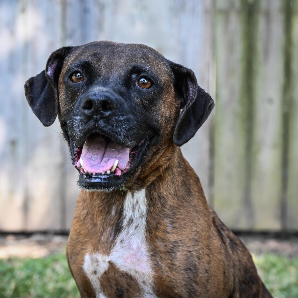 Dolly, Adoptable, Senior Female Boxer & Mixed Breed.