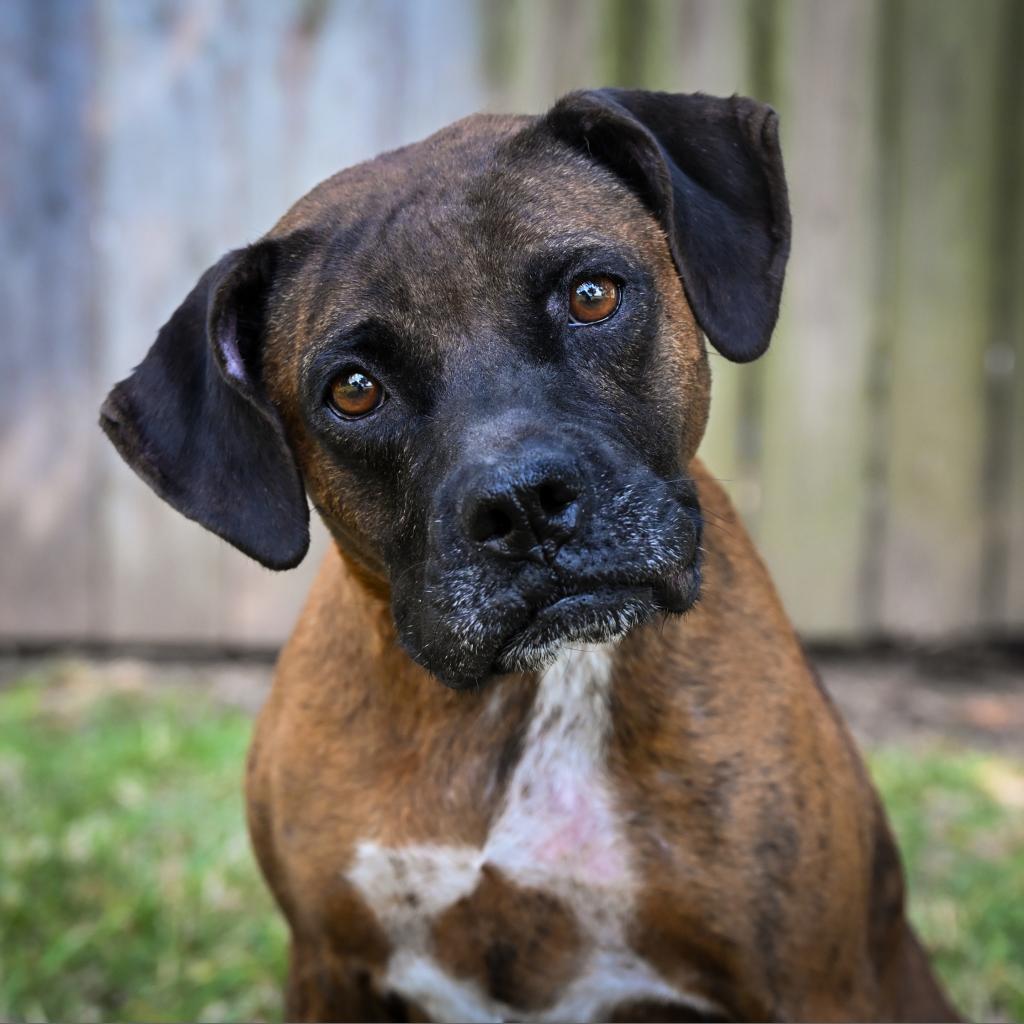 Enlarge Dolly, a Adoptable mixed breed in Beaumont, TX image 2/6