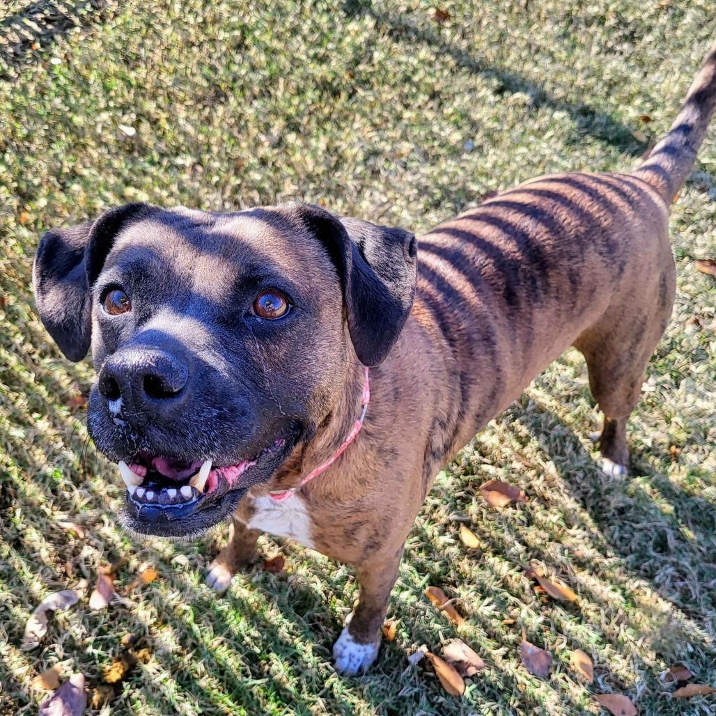 Enlarge Dolly, a Adoptable mixed breed in Beaumont, TX image 3/6