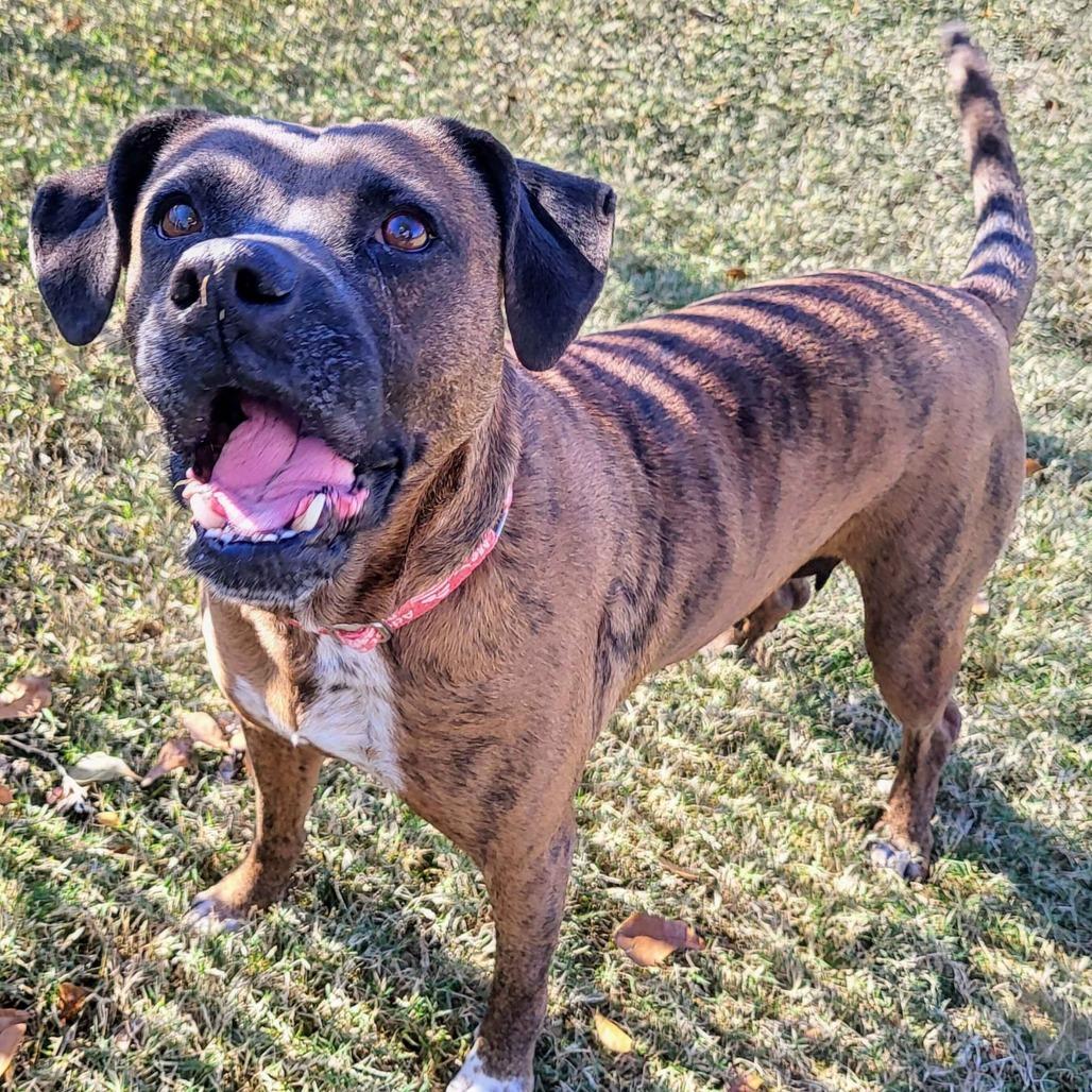 Enlarge Dolly, a Adoptable mixed breed in Beaumont, TX image 4/6
