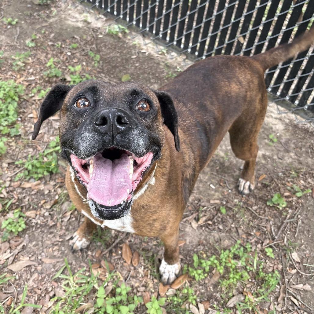 Enlarge Dolly, a Adoptable mixed breed in Beaumont, TX image 5/6