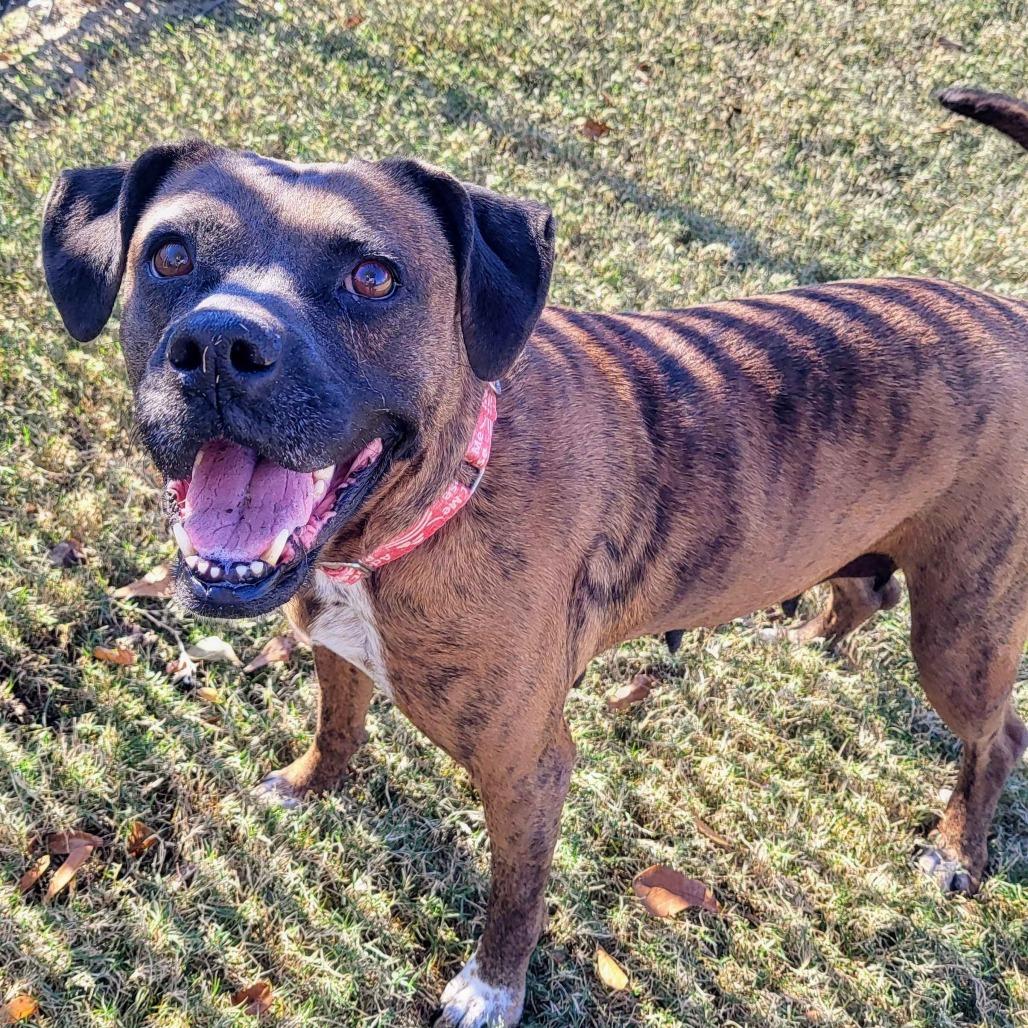 Enlarge Dolly, a Adoptable mixed breed in Beaumont, TX image 6/6