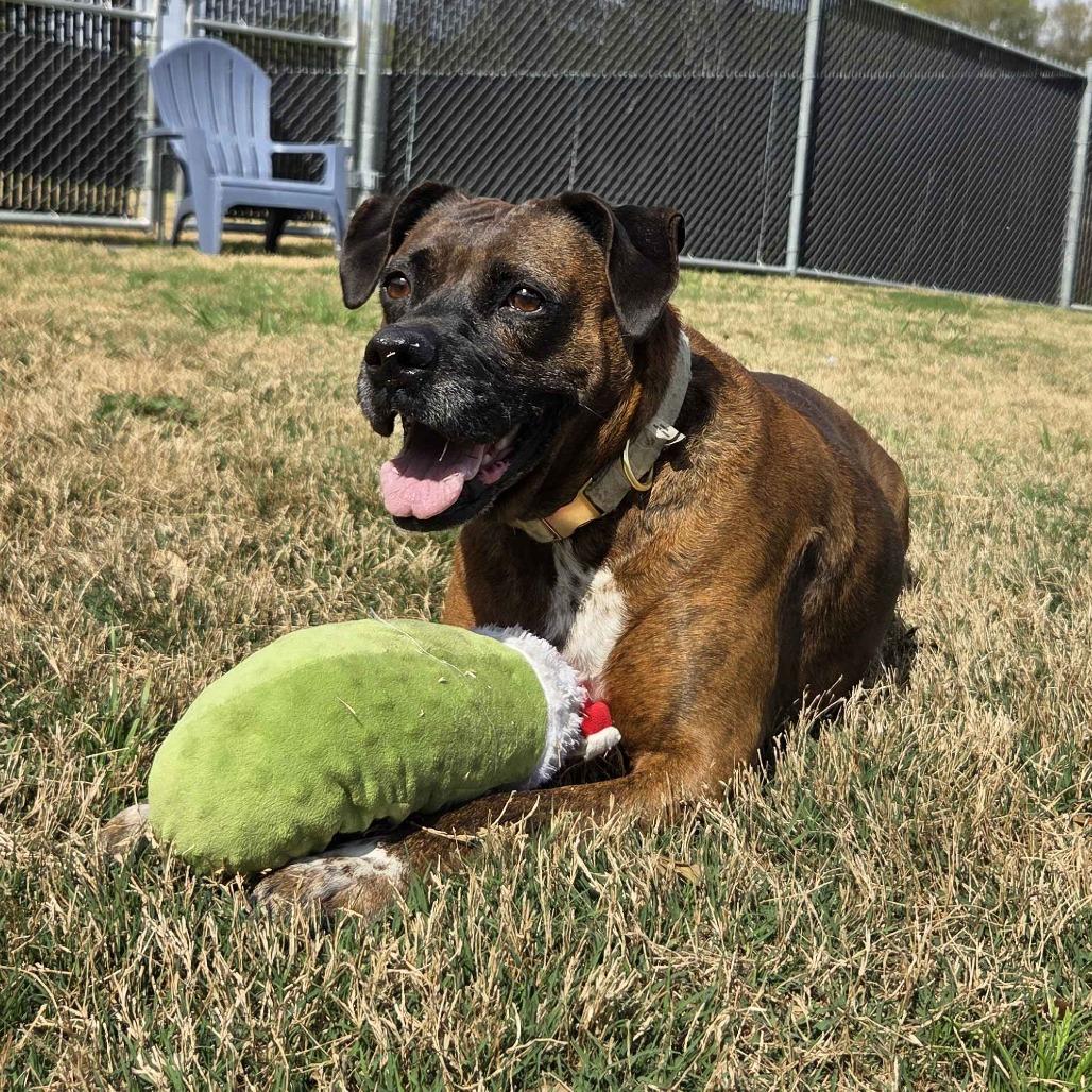 Enlarge Dolly, a Adoptable mixed breed in Beaumont, TX image 6/6