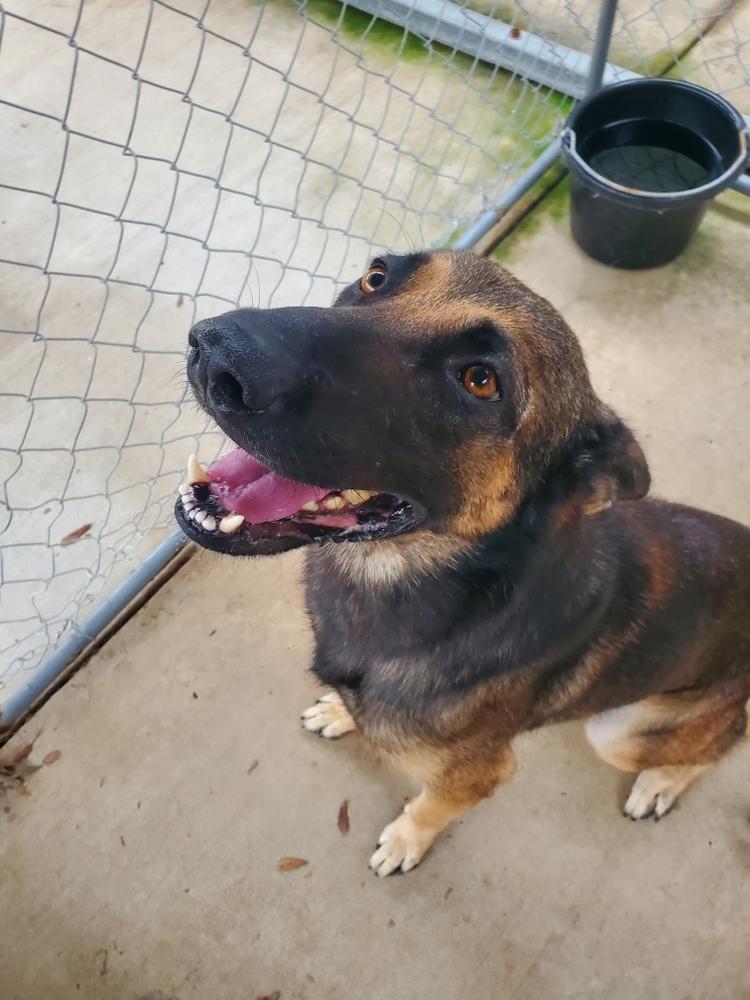Enlarge Amos, a Adoptable mixed breed in Harlingen, TX image 1/5