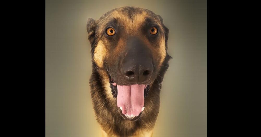 Enlarge Amos, a Adoptable mixed breed in Harlingen, TX image 2/5