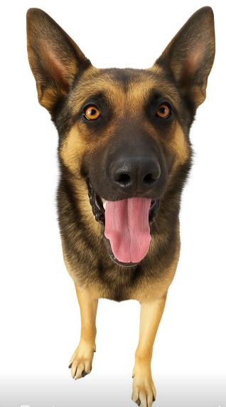 Enlarge Amos, a Adoptable mixed breed in Harlingen, TX image 3/5